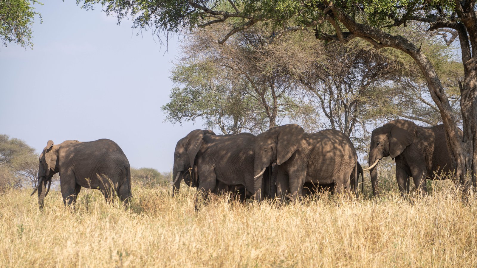 Tarangire National Park
