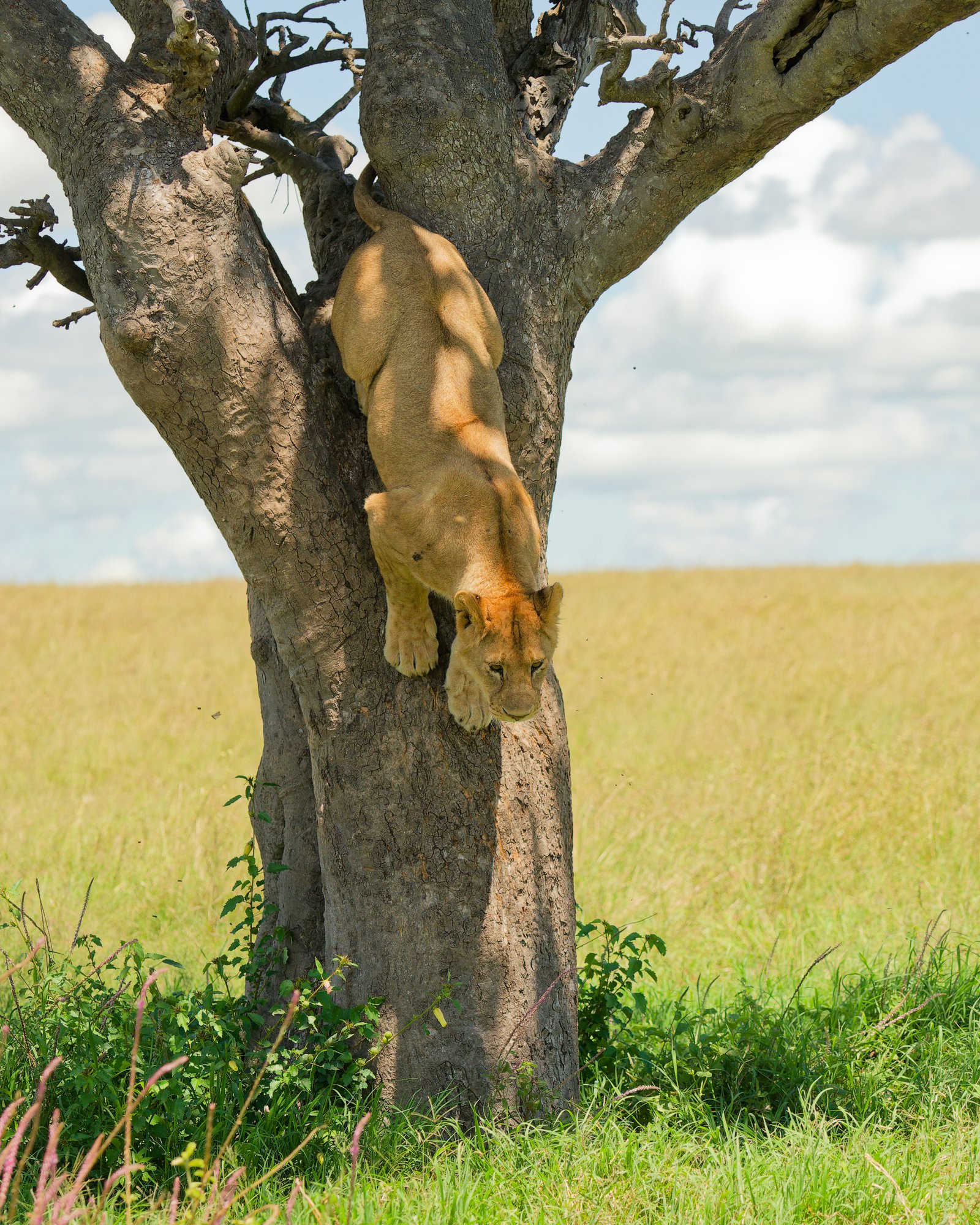 NORTHERN CIRCUIT SAFARI
